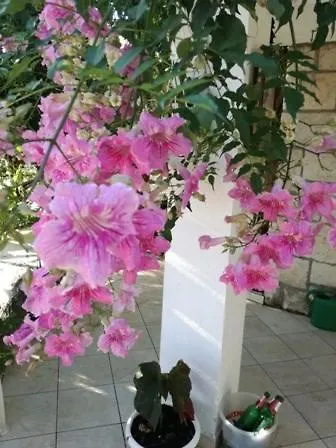 Rizzi Корчула
